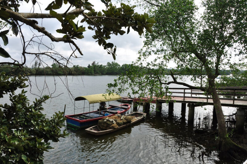 Wenchang Bamen Bay Mangrove Tree Forest Hainan Island