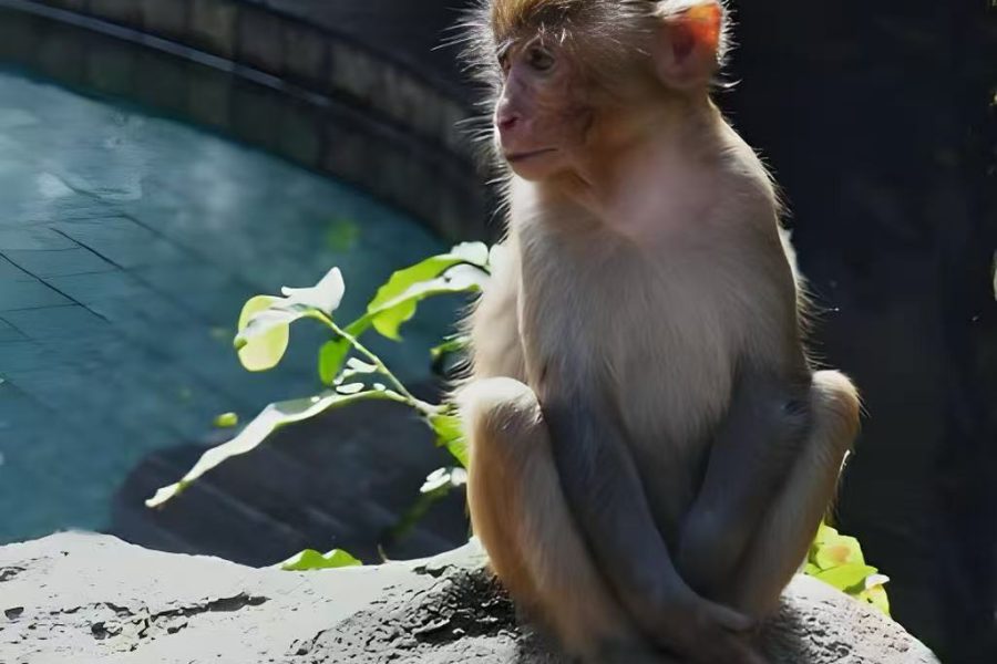 Hainan Local Fishing Village & Monkey Island Tour