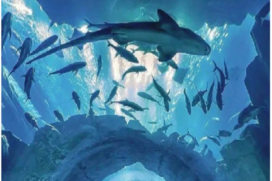 Sanya PADI Open Water Diving Package